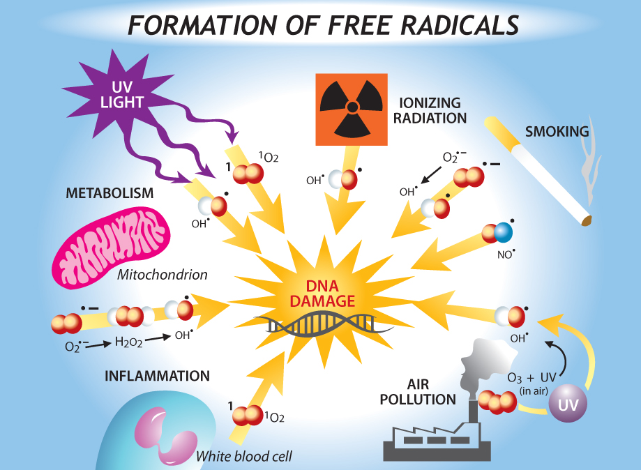 Can Antioxidants Harm You.