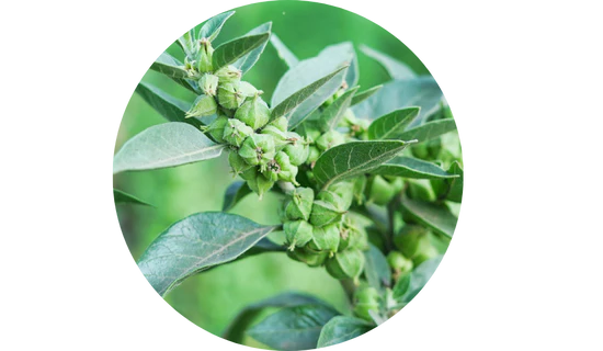 Durable ASHWAGANDHA - Lowers Cortisol & Restores Vitality