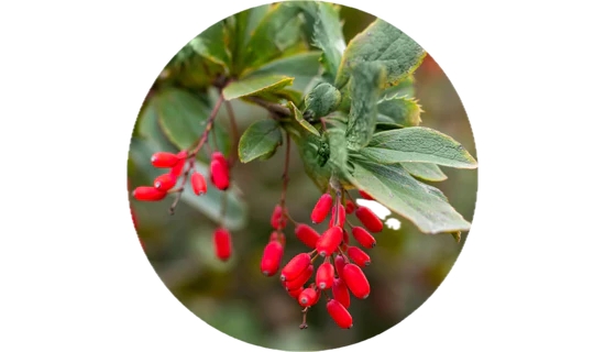 Durable BERBERINE - Natural Weight Loss & Blood Sugar Balance.