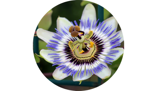 Durable SLEEP - Features DuraREM™ Time-Release Blend