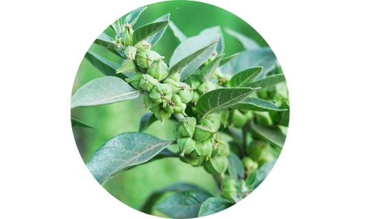 Durable THYROID - Revs Metabolism & Fights Fatigue