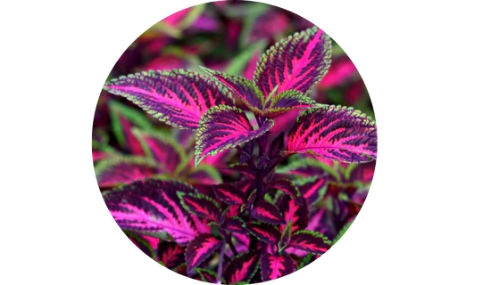 Durable THYROID - Revs Metabolism & Fights Fatigue