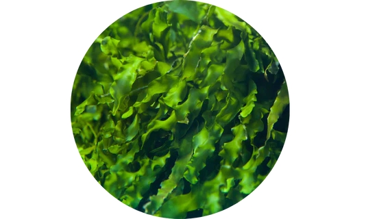 Durable THYROID - Revs Metabolism & Fights Fatigue