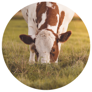 Enviromedica Pastured Beef Liver provides a nutritional powerhouse and a fundamental role in supporting healthy skin, eyes, metabolism, immune function, strong bones, and collagen synthesis.