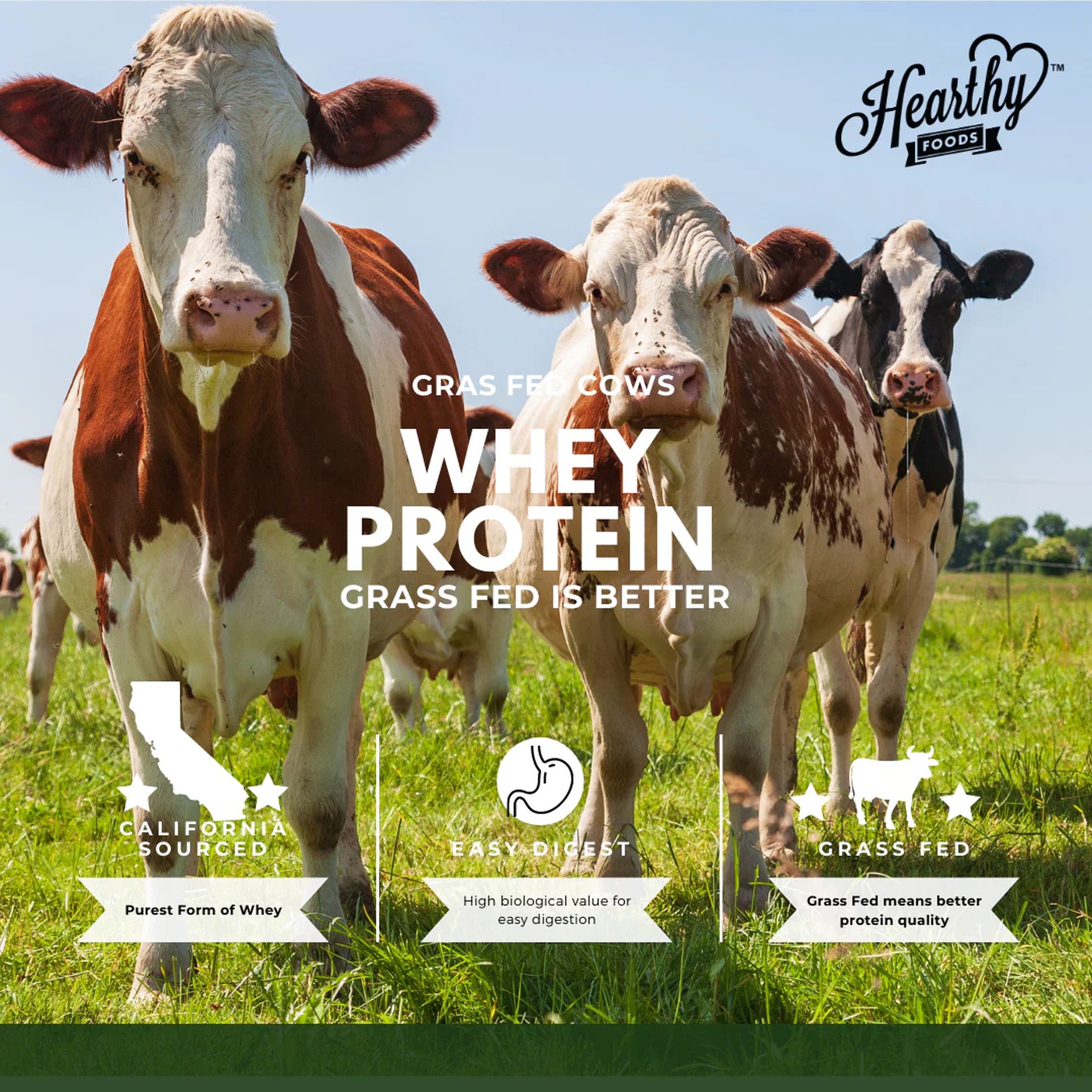 Hearthy Foods Whey Isolate Protein Powder Hearthy Foods Whey Isolate Protein Powder is the purest form of whey sourced from grass-fed California cows, providing 30 GRAMS of premium quality protein. Its top-tier formulation is rich in essential amino acids, delivering a pure and natural source of protein with no fats, no sugar, no artificial sweeteners, no growth hormone, no soy, no flavors, no additives, no colors, no fillers, and is GMO-free.