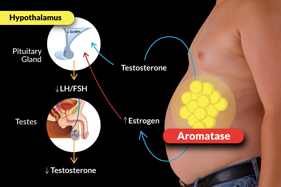 Why and How to Get Rid of Belly Fat.