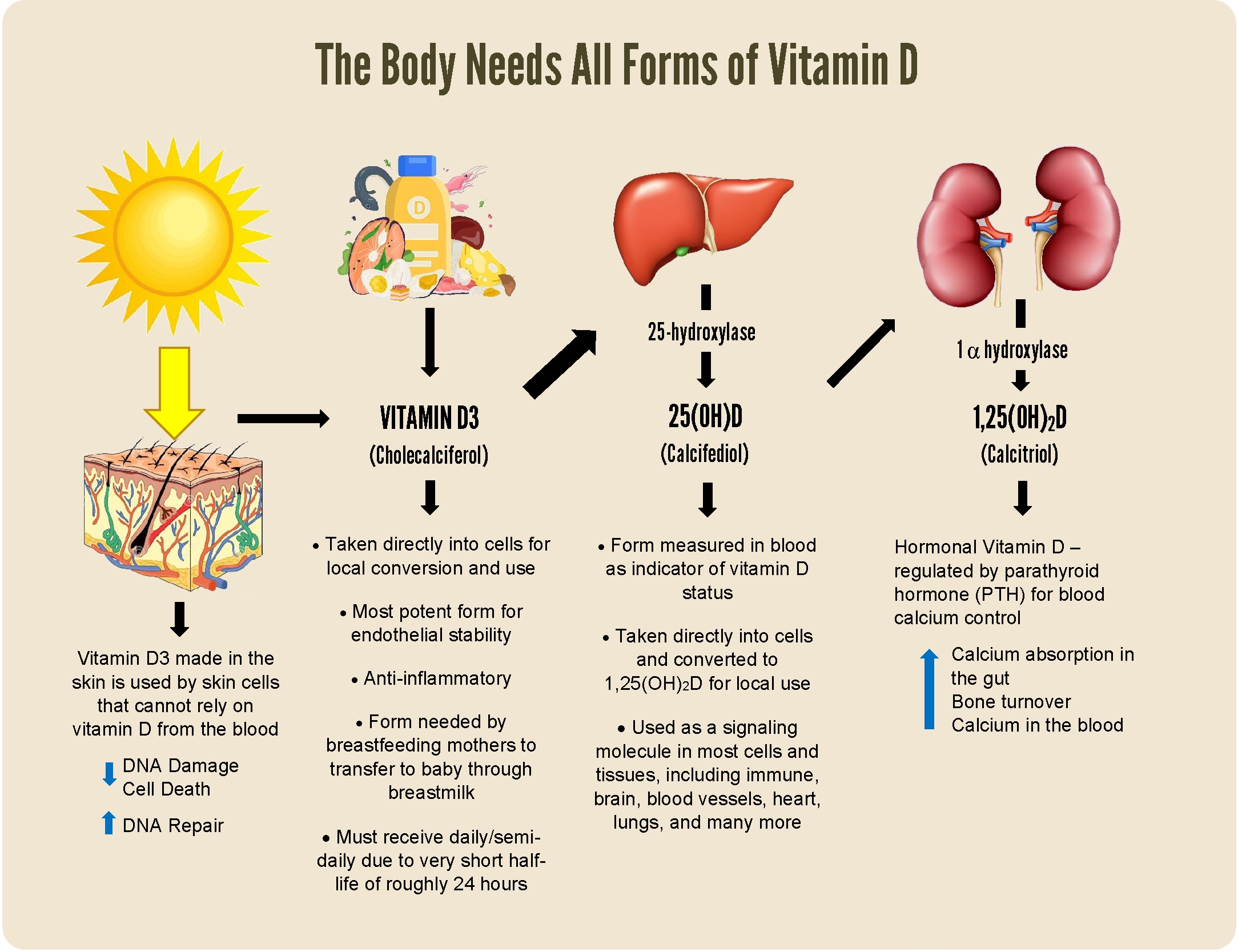 Is Too Much Vitamin D Harmful.