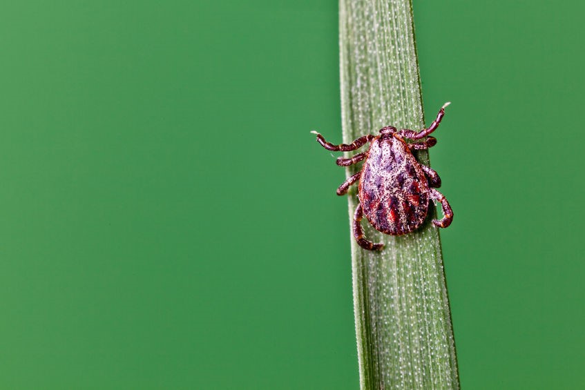 Lyme disease and energy medicine - is there a cure?