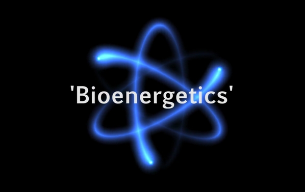 What is bioenergetics?