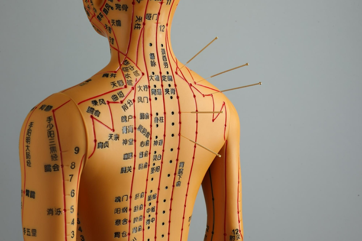 The Hidden Control System: How Your Body Really Works