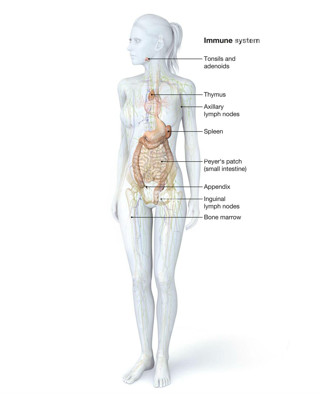 Time to Boost Your Immunity for Fall